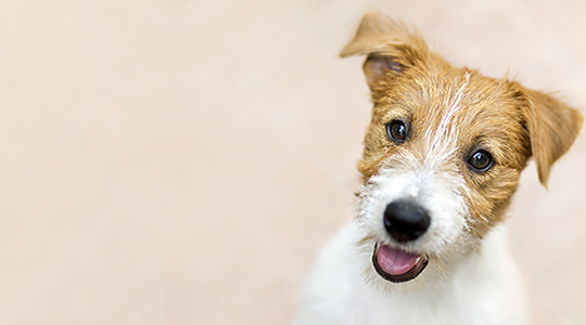 Premium Dog Feeds: Taste of the Wild, Valu Pak, Diamond Naturals and Diamond Grain Free