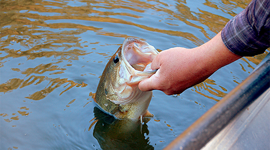 Farm Pond & Lake Fish Feed: Purina AquaMax and Game Fish Chow